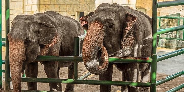 Emirates Park Zoo