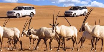 Dubai Platinum Safari