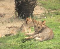 Билеты в Emirates Park Zoo