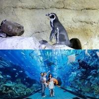 Dubai Aquarium and Underwater Zoo