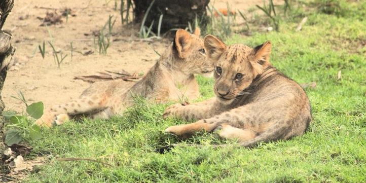 Билеты в Emirates Park Zoo