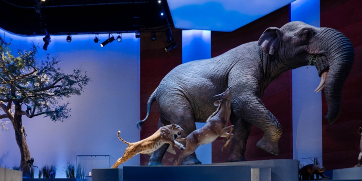 Билеты в Natural History Museum Abu Dhabi