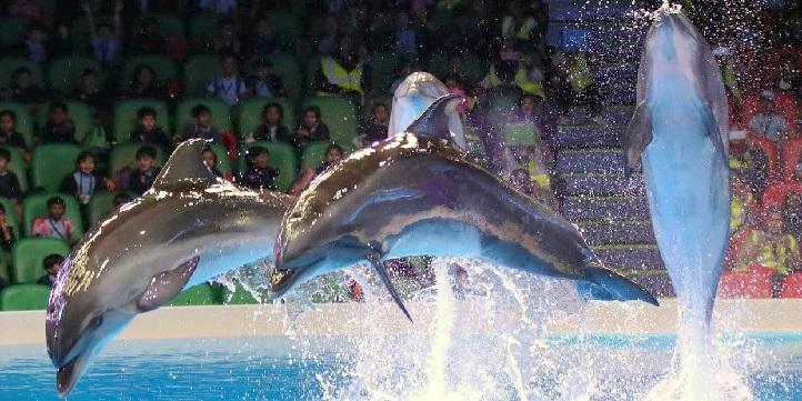 Dubai Dolphinarium Ticket