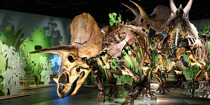 Natural History Museum Abu Dhabi Tickets