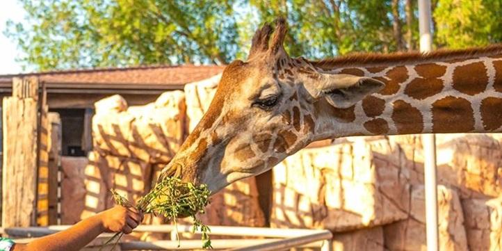 Билеты в Emirates Park Zoo