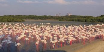 фламинго в Дубае